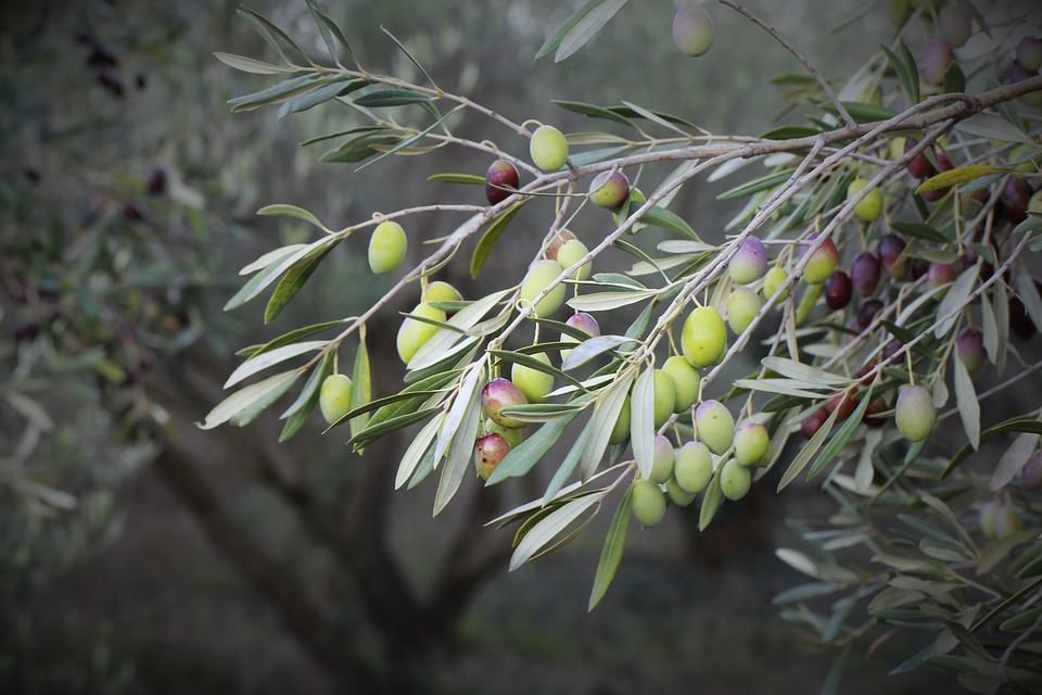 Spanish Olive Grove