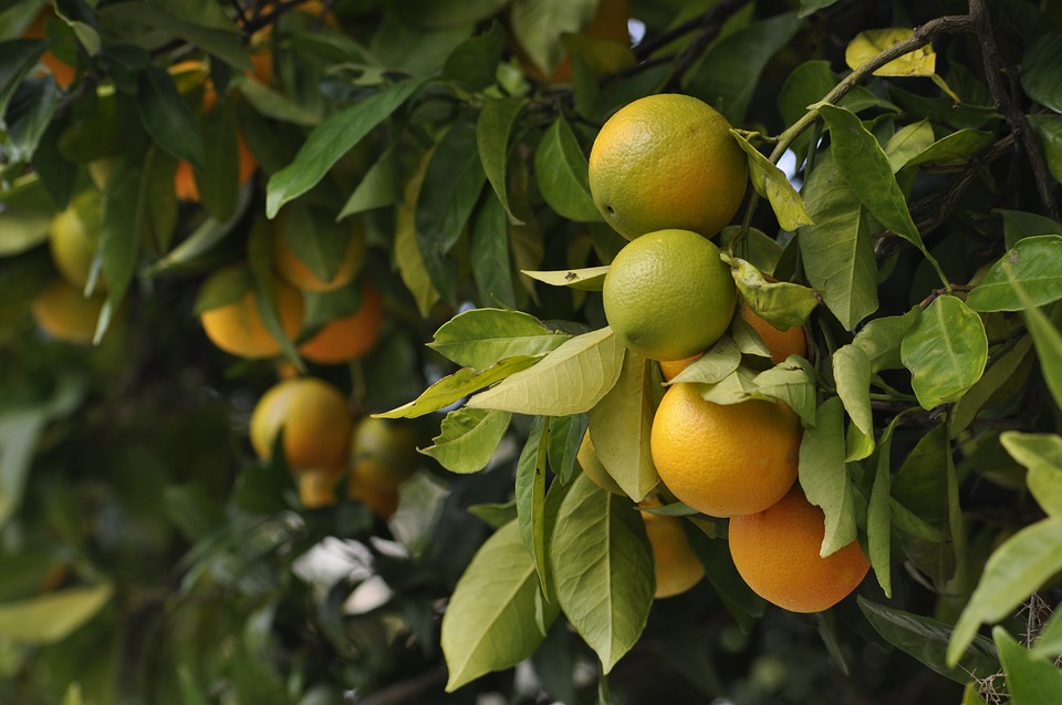 Growing Oranges in the Algarve